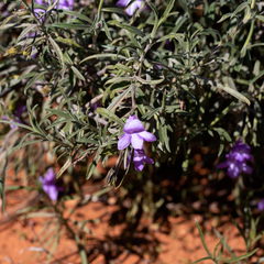 Eremophila gilesii