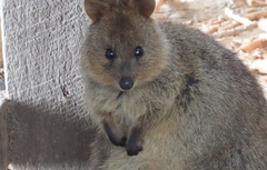 Setonix brachyurus