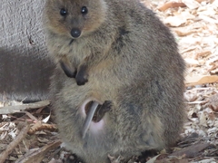 Setonix brachyurus