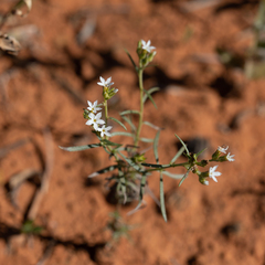 Euploca tenuifolia