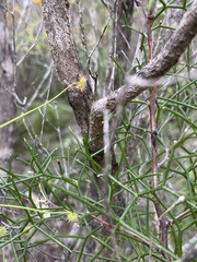 Drosera drummondii