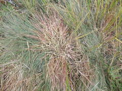 Cleistogenes squarrosa