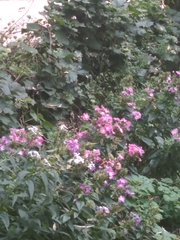 Phlox paniculata