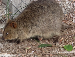 Setonix brachyurus