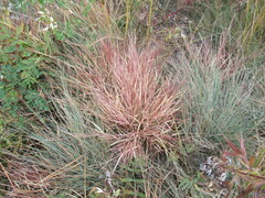 Cleistogenes squarrosa