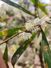 Hakea dactyloides