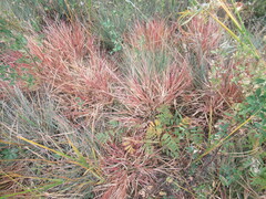 Cleistogenes squarrosa