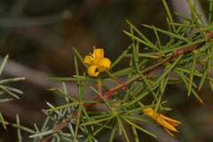 Persoonia acicularis