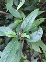 Chorthippus biguttulus