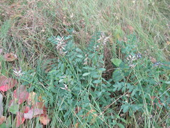 Astragalus laxmannii