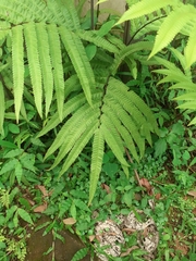 Amblovenatum terminans