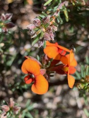 Dillwynia sericea
