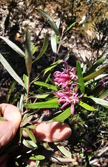 Grevillea sericea