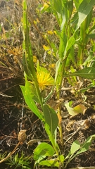 Centaurea chartolepis