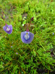 Utricularia graminifolia