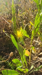 Centaurea chartolepis