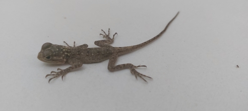 Rainbow Agama