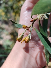 Hakea dactyloides