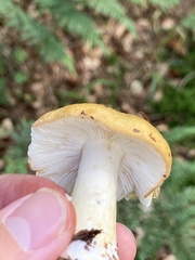 Russula ochroleuca