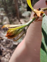 Hakea dactyloides