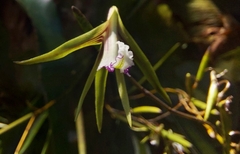 Dendrobium schoeninum
