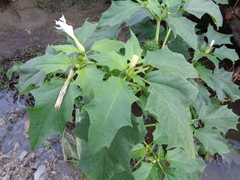 Datura stramonium