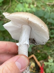 Amanita excelsa