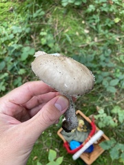 Amanita excelsa