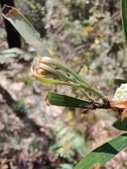 Hakea dactyloides