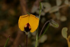 Isotropis cuneifolia