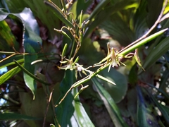 Dendrobium schoeninum