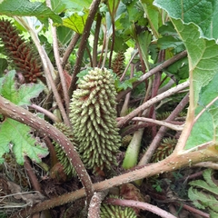 Gunnera tinctoria