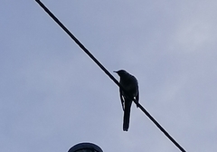 Anthochaera chrysoptera