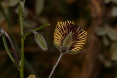 Isotropis cuneifolia