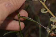 Isotropis cuneifolia