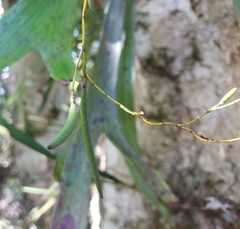 Dendrobium schoeninum