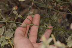 Isotropis cuneifolia