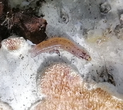 Keroplatidae