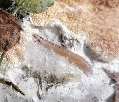 Keroplatidae