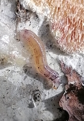 Keroplatidae