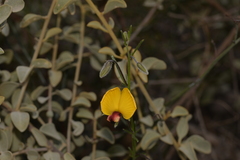 Isotropis cuneifolia