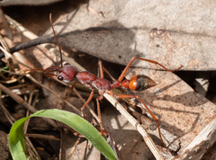 Myrmecia nigriscapa