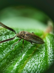 Callirhipidae