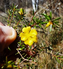 Hibbertia rufa