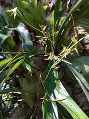 Dendrobium schoeninum