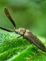 Callirhipidae