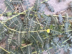 Tribulus terrestris