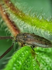 Callirhipidae
