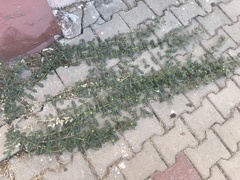 Tribulus terrestris