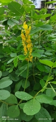 Crotalaria